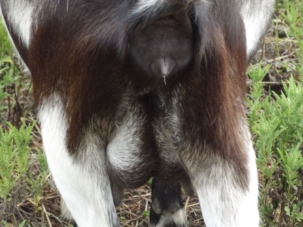 So...things just keep getting weirder. - Goats