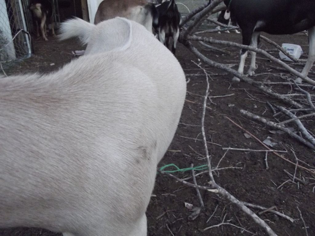 Terrible goat pictures - Goats