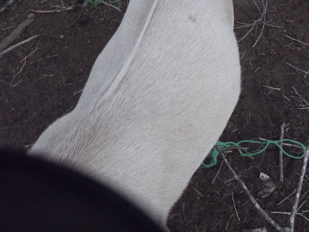 Terrible goat pictures - Goats