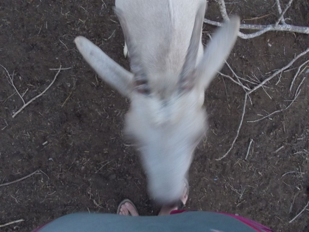 Terrible goat pictures - Goats