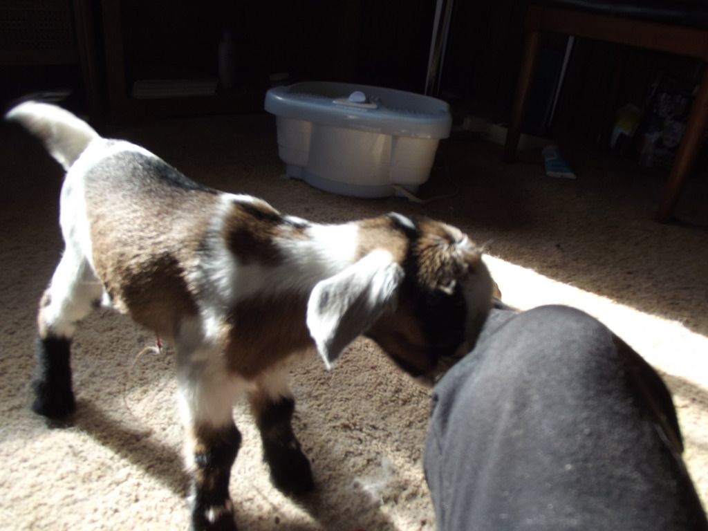 Babies coming, Babies here! - Goats