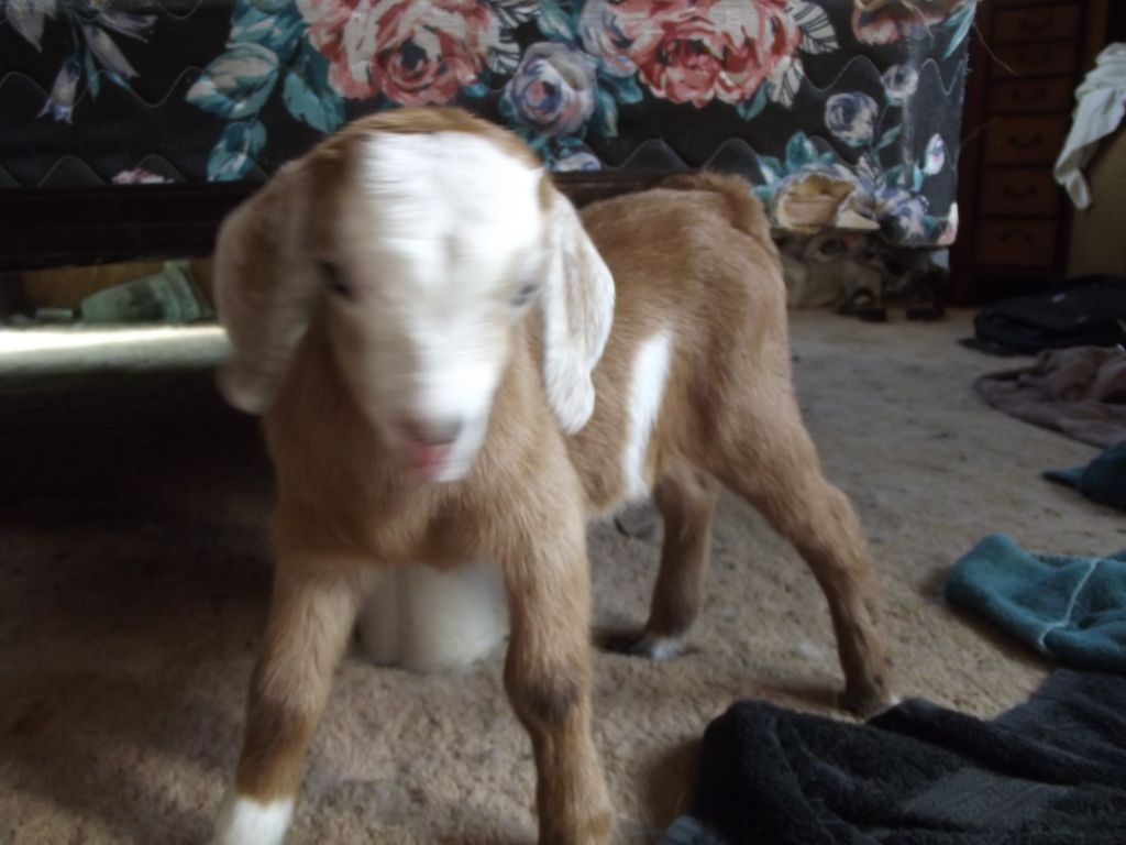 Babies coming, Babies here! - Goats