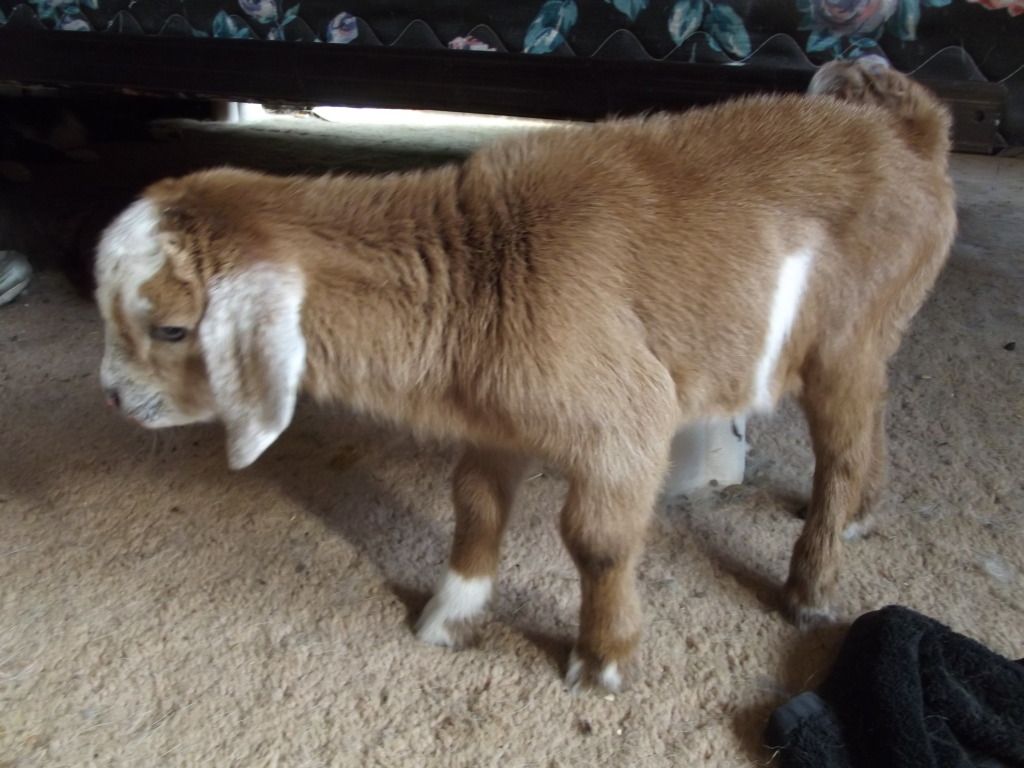 Babies coming, Babies here! - Goats