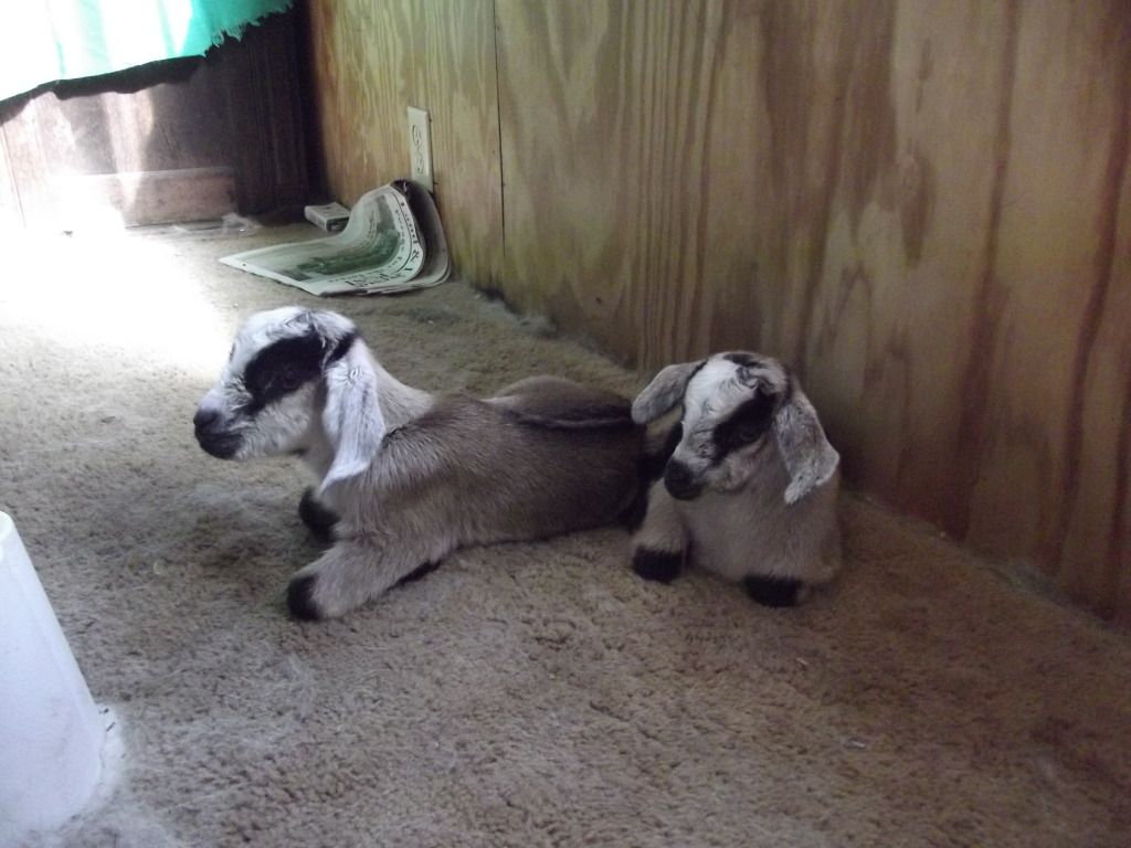 Babies coming, Babies here! - Goats