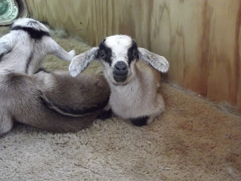 Babies coming, Babies here! - Goats