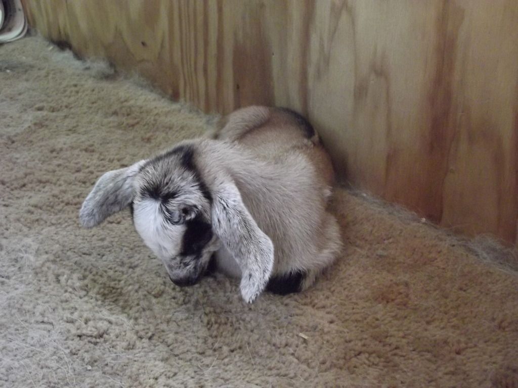 Babies coming, Babies here! - Goats