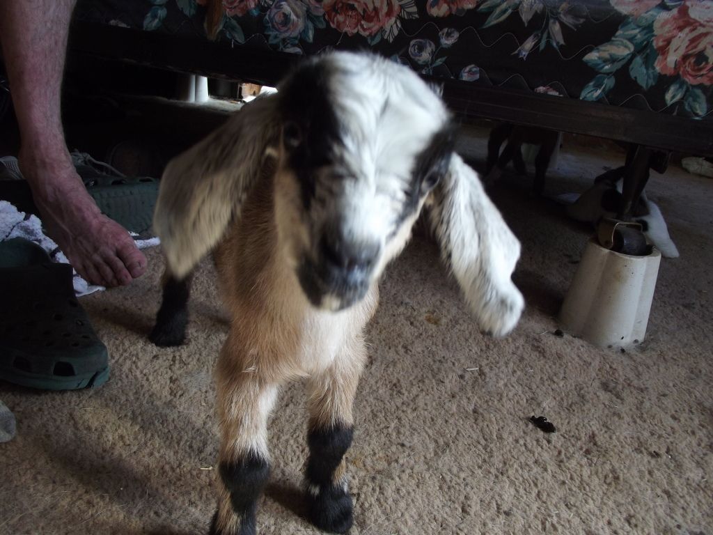 Babies coming, Babies here! - Goats