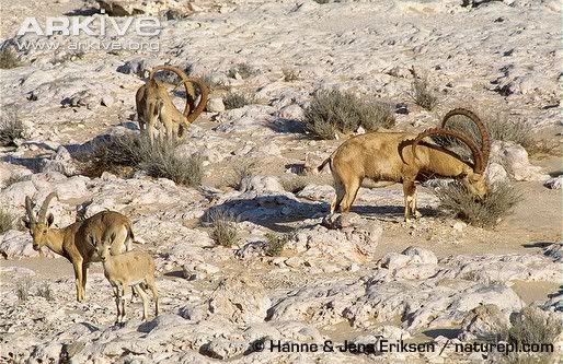 horns or not...ours are horned...you? - Goats