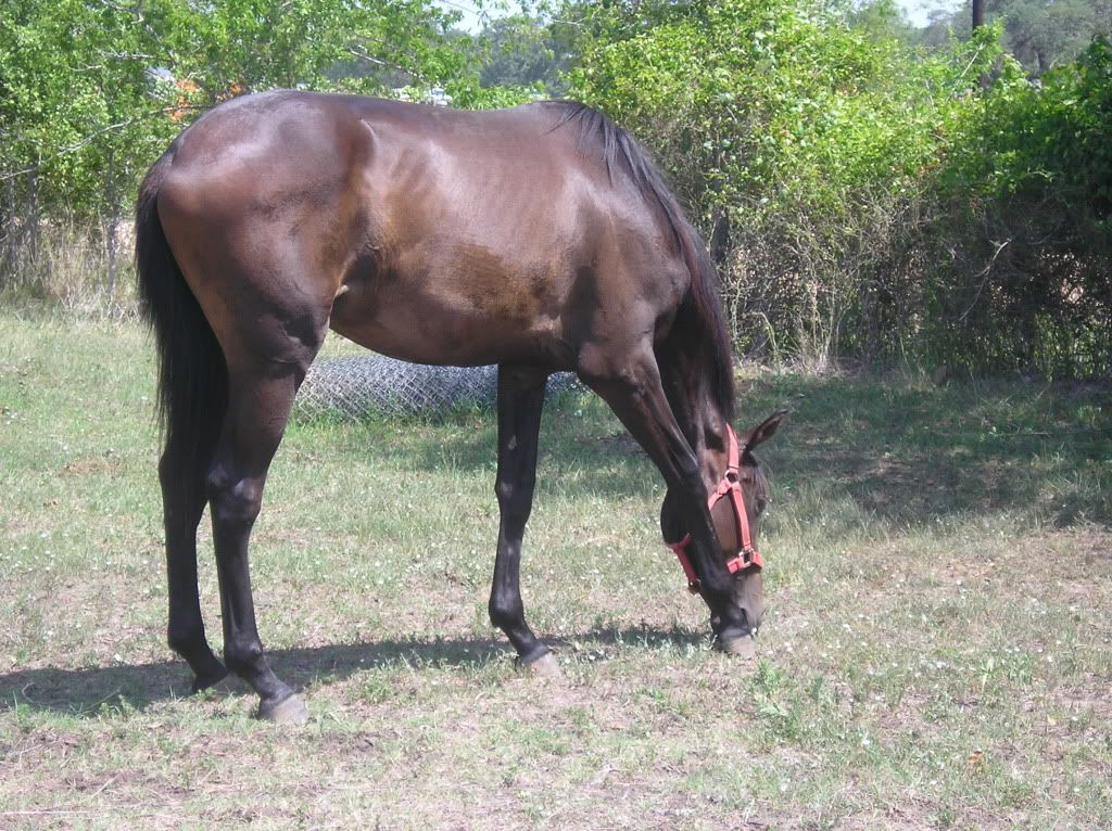 Pictures-- Goats and horses, oh my! - Goats