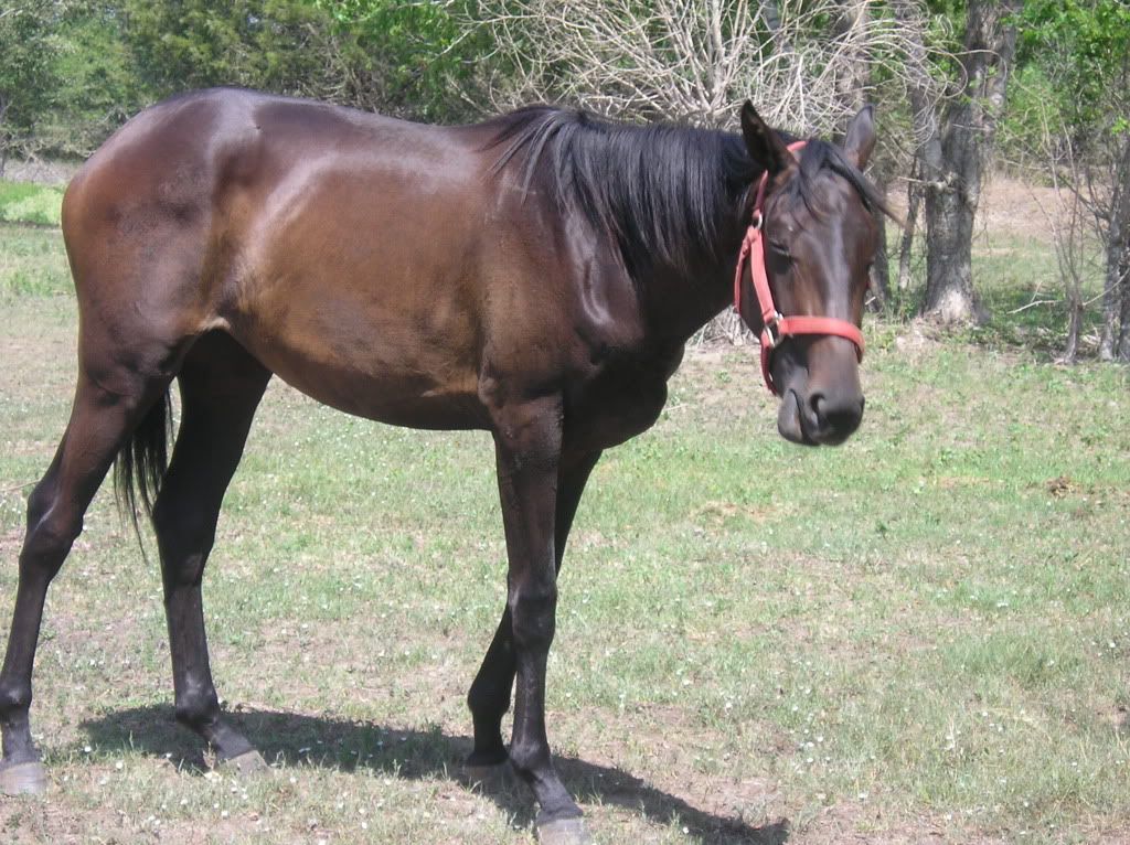 Pictures-- Goats and horses, oh my! - Goats