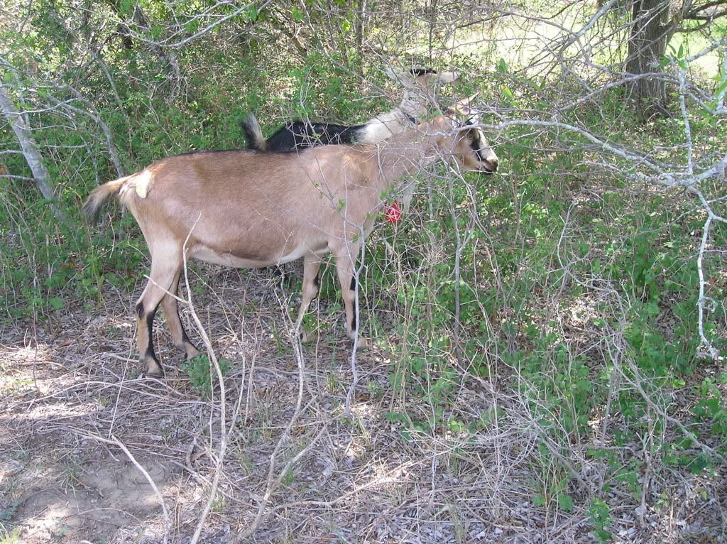 Pictures-- Goats and horses, oh my! - Goats