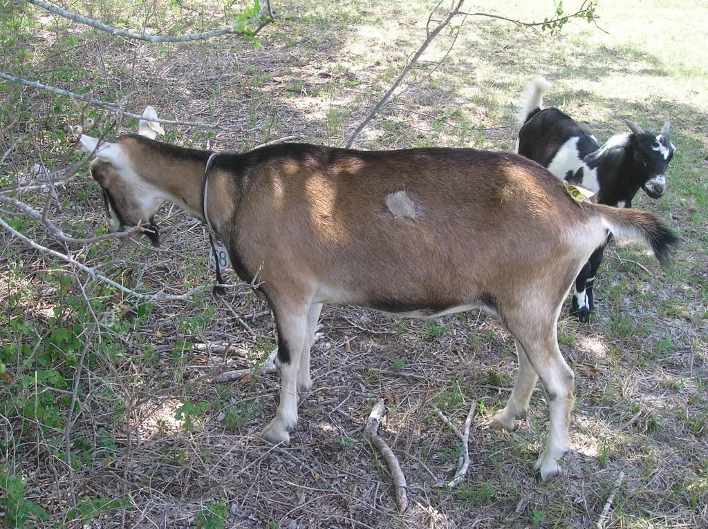 Pictures-- Goats and horses, oh my! - Goats