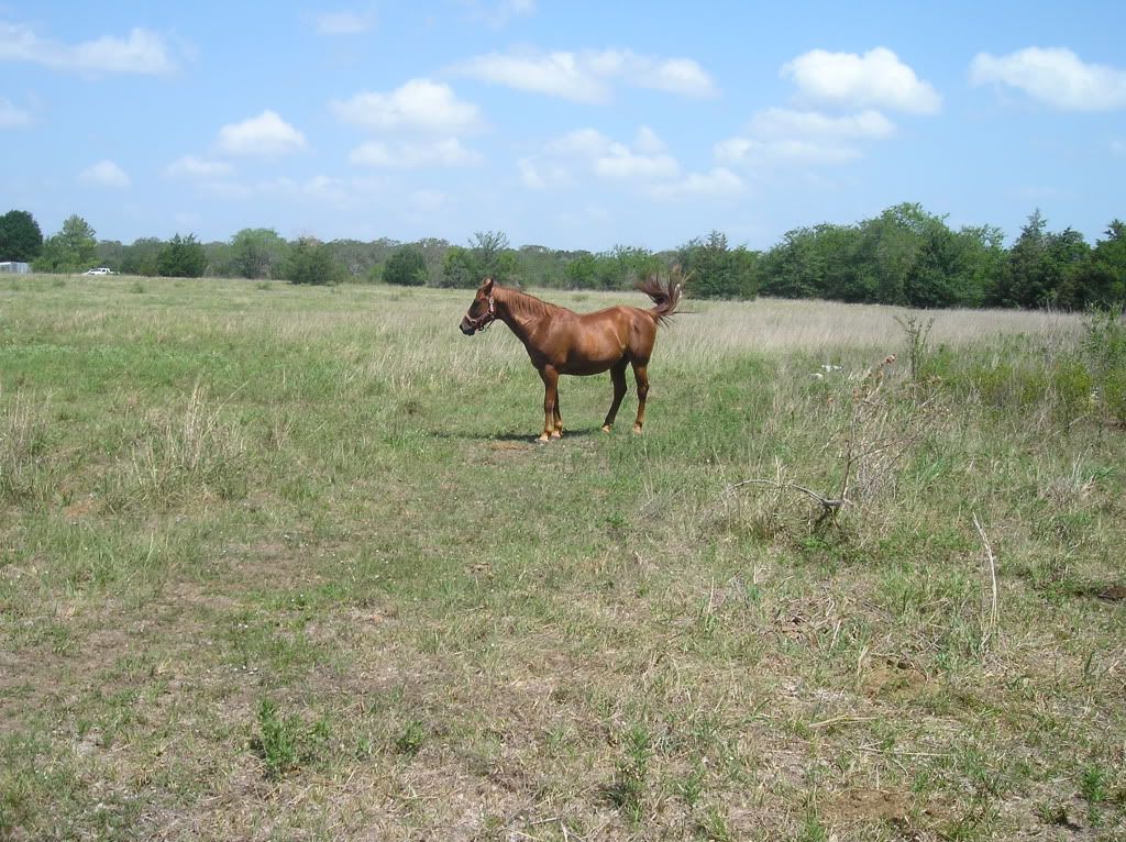 Pictures-- Goats and horses, oh my! - Goats