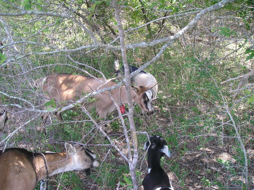 Pictures-- Goats and horses, oh my! - Goats