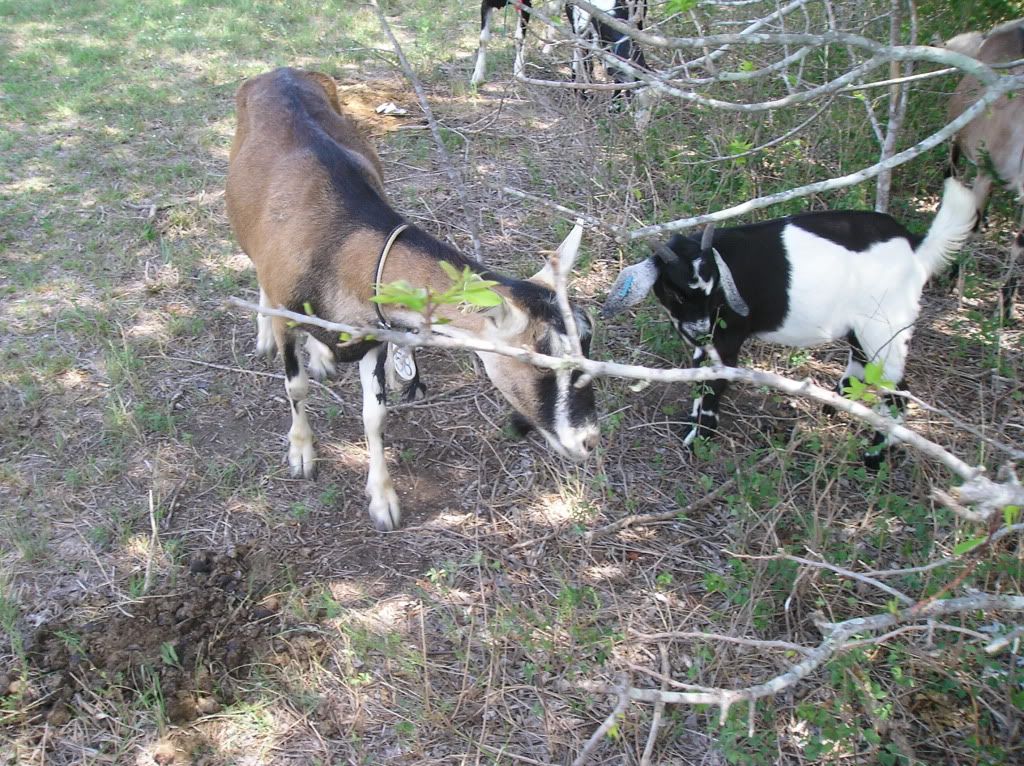 Pictures-- Goats and horses, oh my! - Goats