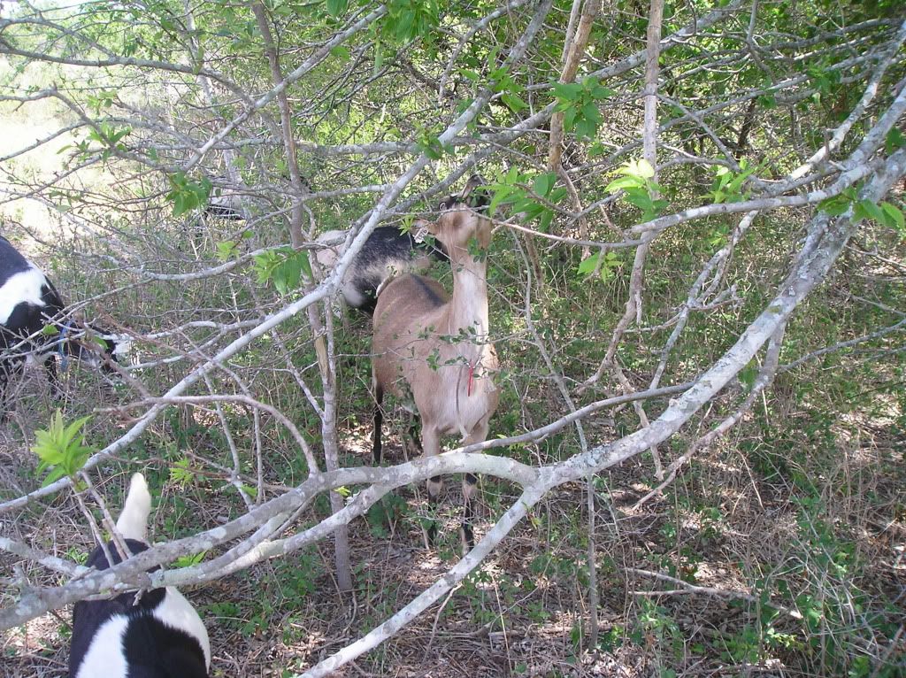Pictures-- Goats and horses, oh my! - Goats