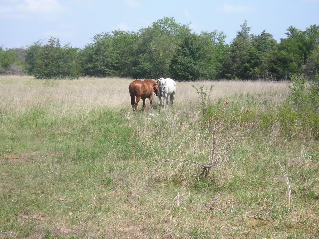 Pictures-- Goats and horses, oh my! - Goats