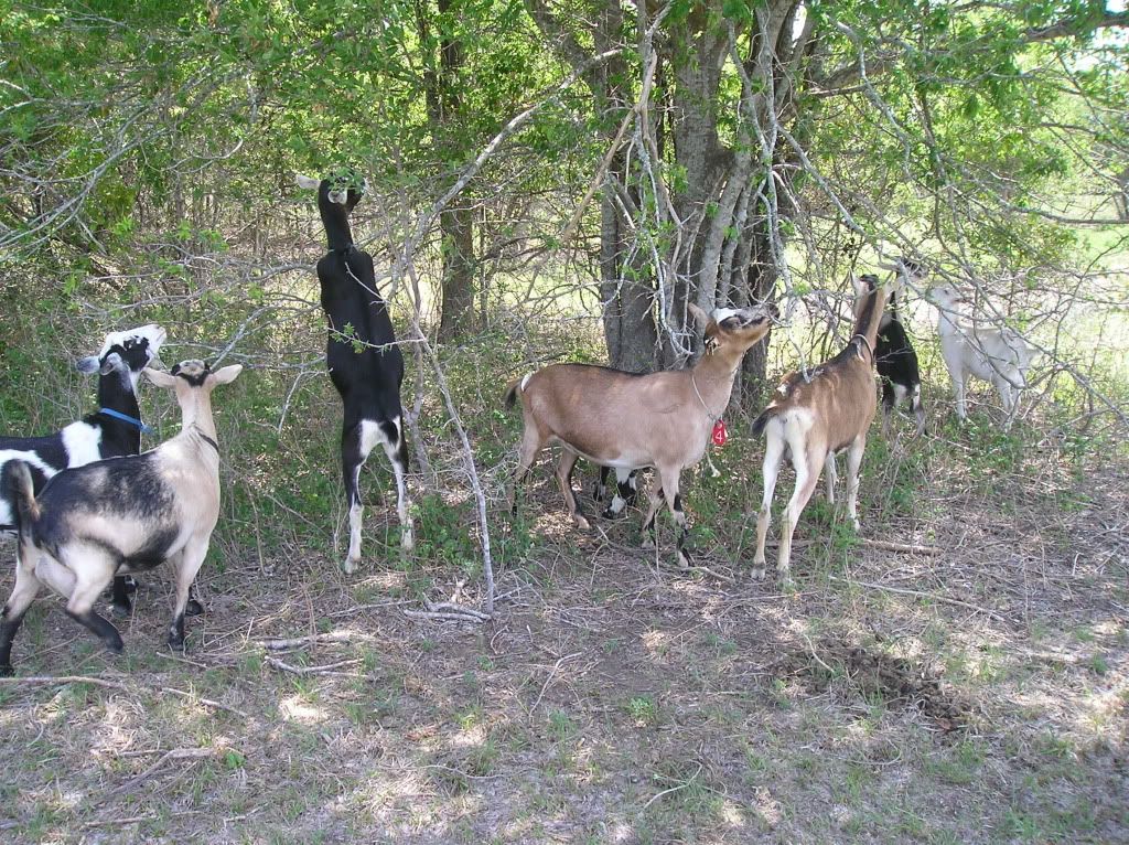Pictures-- Goats and horses, oh my! - Goats