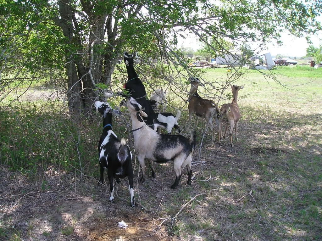 Pictures-- Goats and horses, oh my! - Goats