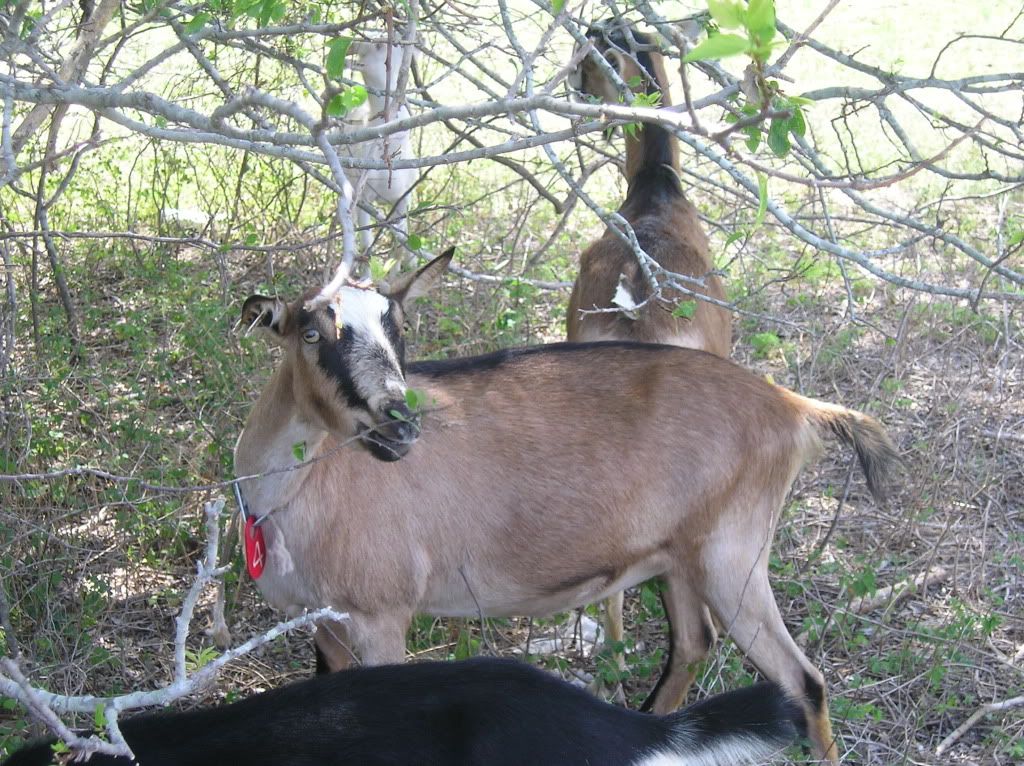 Pictures-- Goats and horses, oh my! - Goats