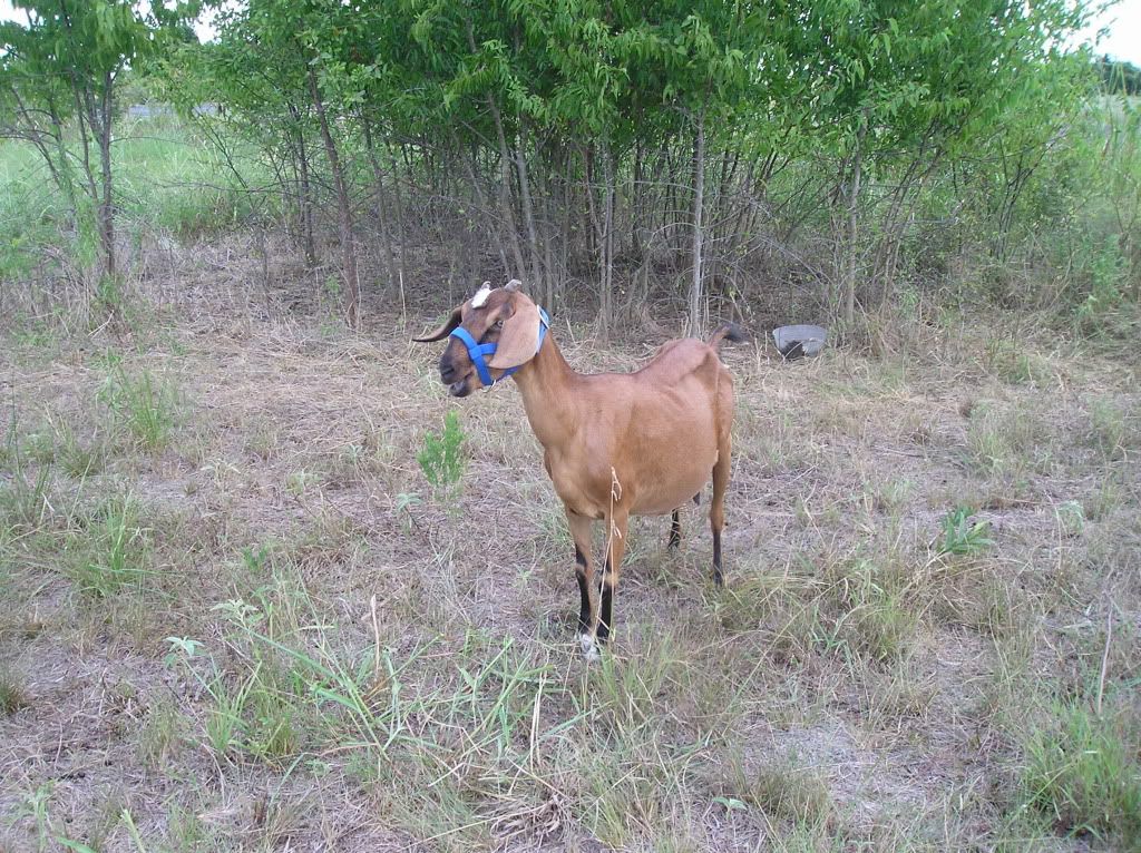 Maybe a new goat..... - Goats