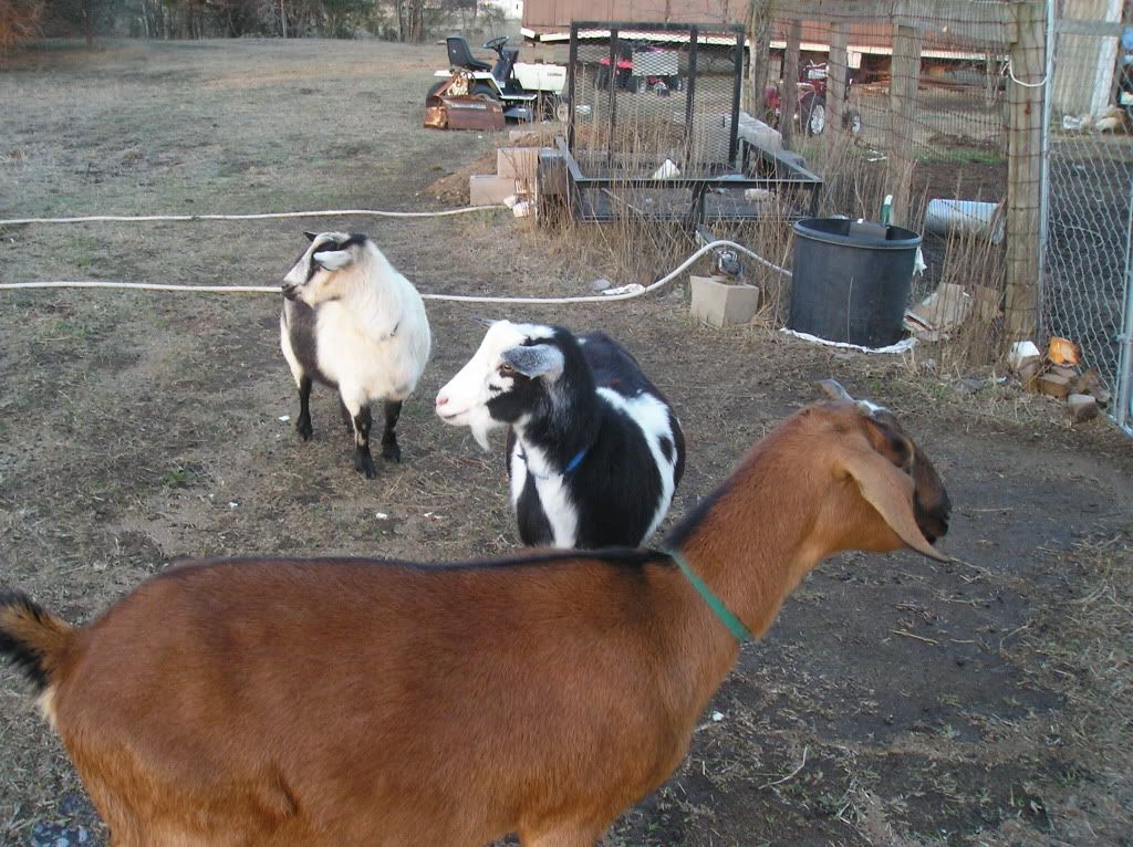 My "still" pregnant Rosie (Pics) - Goats