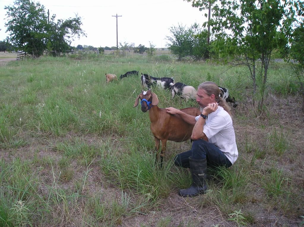 Maybe a new goat..... - Goats