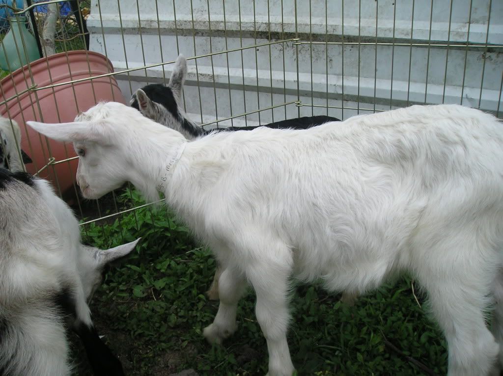 New Alpines are home! It's my birthday! - Goats