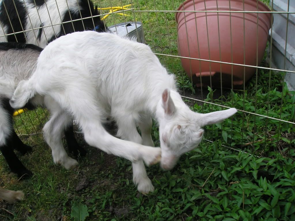 New Alpines are home! It's my birthday! - Goats
