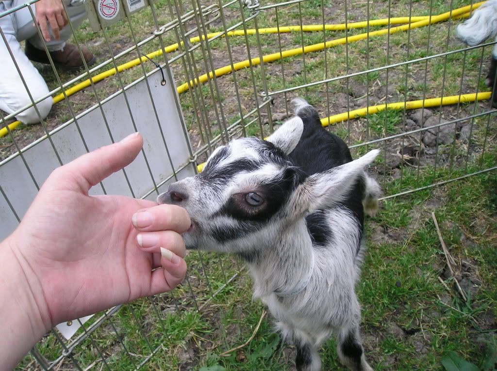New Alpines are home! It's my birthday! - Goats