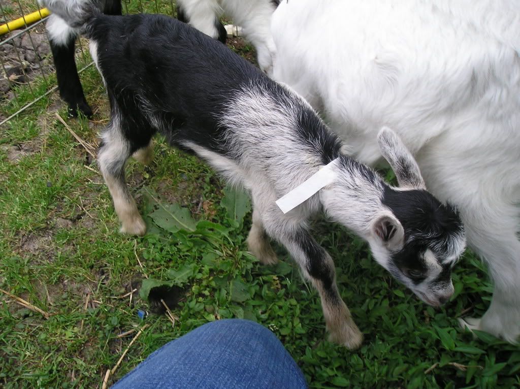 New Alpines are home! It's my birthday! - Goats