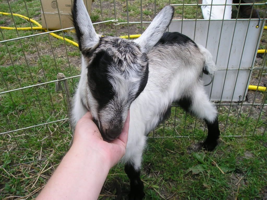 New Alpines are home! It's my birthday! - Goats