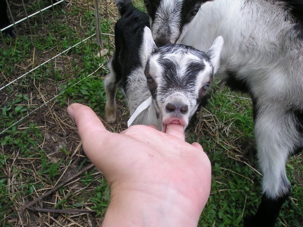 New Alpines are home! It's my birthday! - Goats