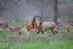 horns or not...ours are horned...you? - Goats