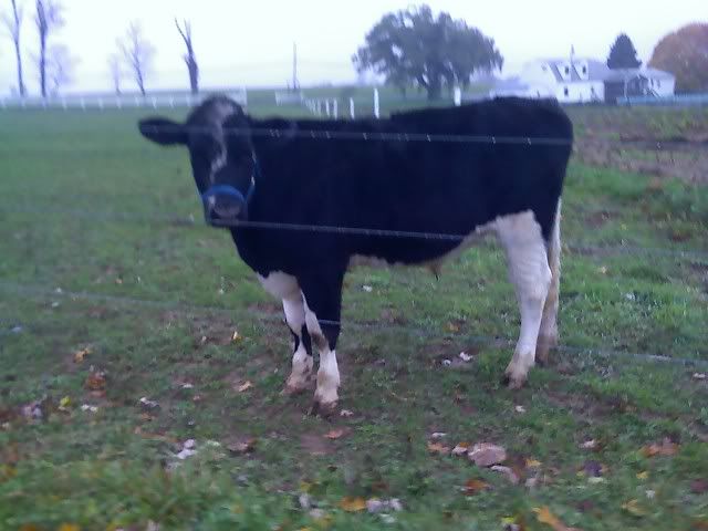 International Riding Steer Association - Cattle