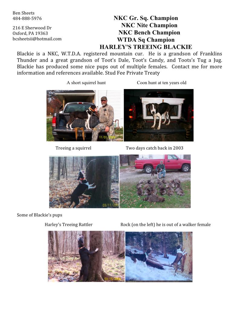 Mnt. Cur male at Stud - The Great Outdoors