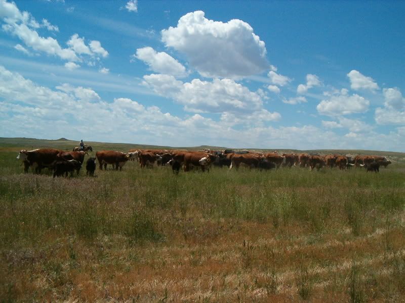 http://i260.photobucket.com/albums/ii24/dirckles/cows3.jpg