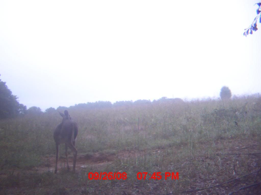 Posted Image