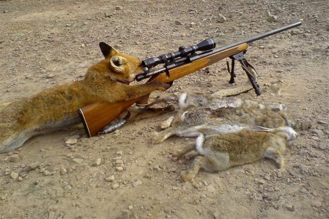 foxshooting.jpg