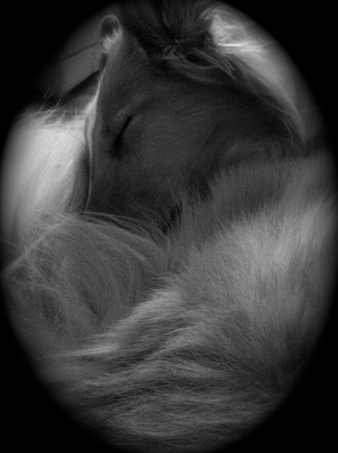 photo BWSpetalcurled.png