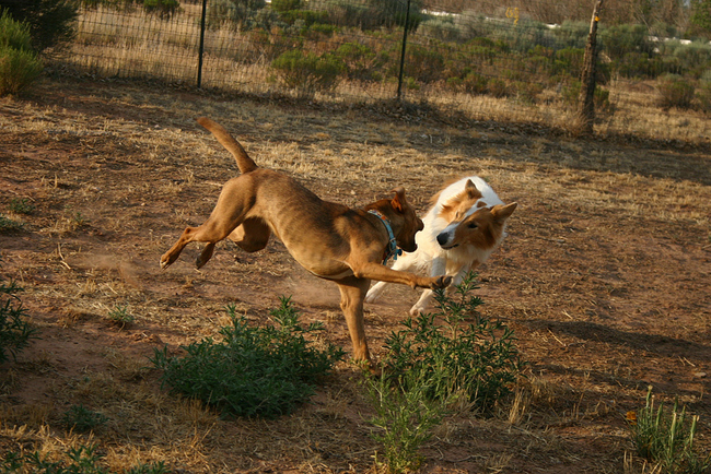  photo ballerinapenny.png