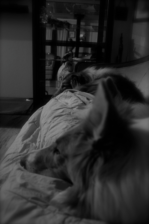 photo bwsundaycozywcollies.png