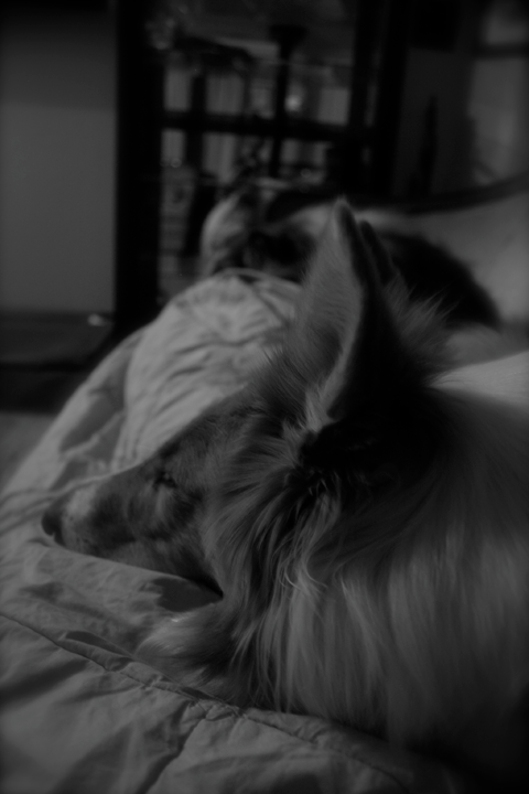 photo bwsundaycozywcollies2.png