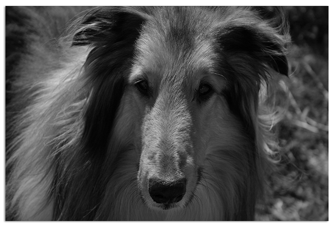 photo handsomelassieboyBW.png