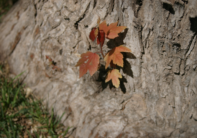  photo leaftreetrunkwalkin.png