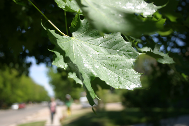  photo leafwalkin.png