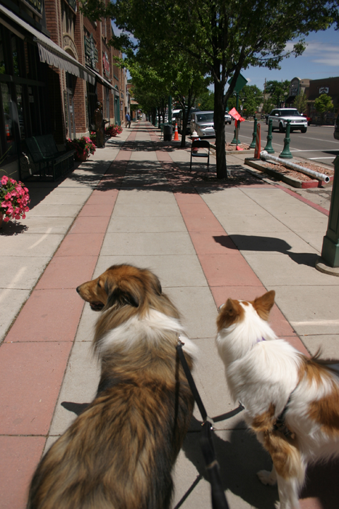  photo mainstreetcollies.png