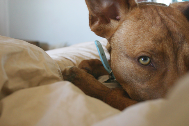 photo sleepypenny1.png