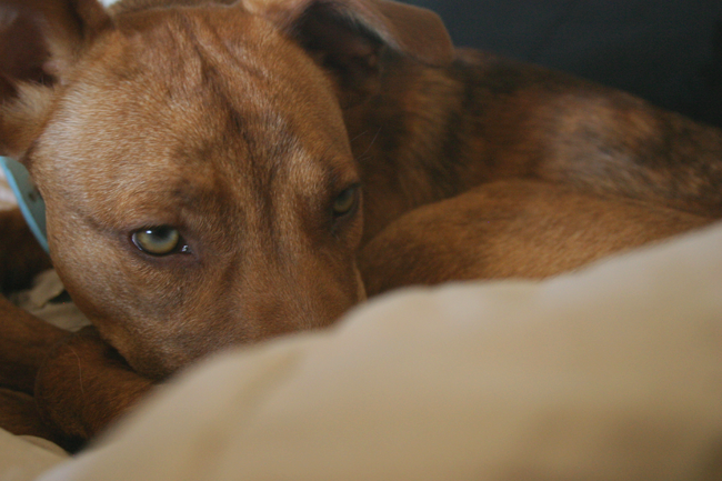 photo sleepypenny2.png
