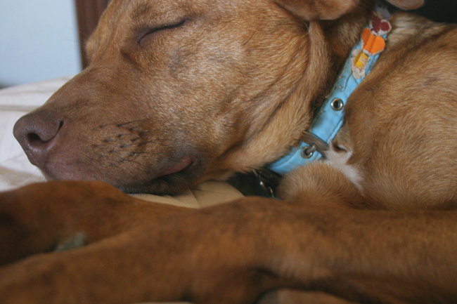 photo sleepypenny3.png